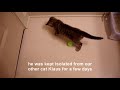 Oskar the Blind Kitten and His First Toys