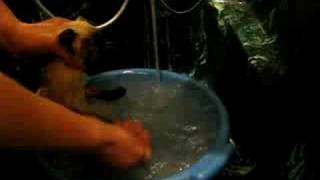 Купание сиамской кошки