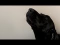 Rev knows his song