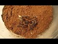 Part 1 of 3 From Beginner To Advanced Tarantula Keeping/Feeding