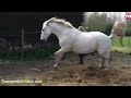 Crazy Animals ATTACK