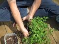 Pot Up Tomato Seedlings for Your Small Kitchen Garden
