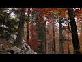 Launch Mini Player