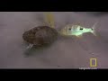 Fish vs. Turtle