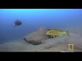 Fish vs. Turtle
