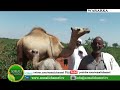 WARKA SOMALI CHANNEL Buuhoodle Qaarkamid ah Qurba Jooga Gobolka Cayn oo Booqday Beeraha 20 11 2012