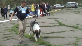 среднеазиатская овчарка класс чемпионов кобели