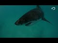 Great White Invasion - Paddling With a Shark