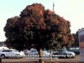 Eucalyptus ficifolia - Red Flowering Gum 