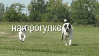 Среднеазиатская овчарка
