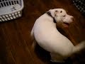 Budweiser Crusher Pitbulls