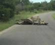 First EVER "Lion KILLS Giraffe" Caught on Tape!!!