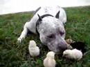 Pit Bull and chicks: potentially sweet Pit Bull and chicks: potentially sweet