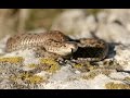 Orsini's viper