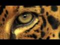WWF TV-Spot: Amazonas