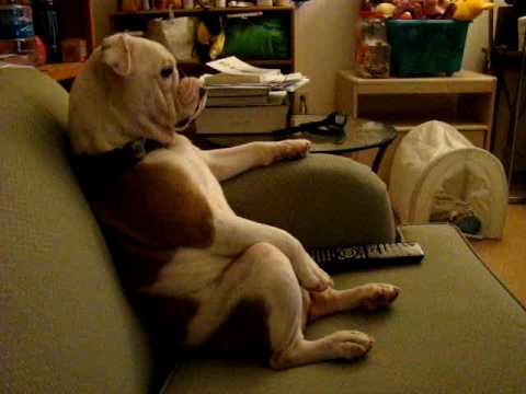 Un perro mirando televisión