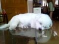 Dog sleeping in the glass table