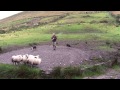 Sheep Dog Demonstration - Ireland