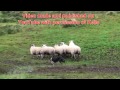 Sheep Dog Demonstration - Ireland