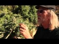8 Foot Tall Big Outdoor Cannabis Plants - Purple Urkle Goo