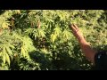 8 Foot Tall Big Outdoor Cannabis Plants - Purple Urkle Goo