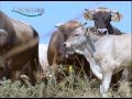 Allevamento ed attività agricole nel Parco di Migliarino San Rossore Massaciuccoli