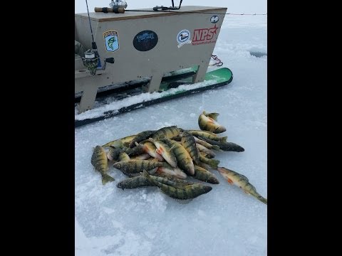 perch fishing on simcoe hot as ever