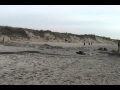 Video sullo spiaggiamento della balena - Operazioni di imbracatura