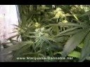 Grow Medical Marijuana Cannabis (Legal)