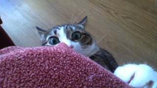 Котэ / Crazy cat