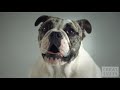 Pedigree Dogs ad shot 1000 FPS using the Phantom camera