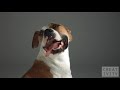 Pedigree Dogs ad shot 1000 FPS using the Phantom camera