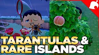 $240,000 of Tarantulas &amp; A Rare Fruit Island in 1 Night! Animal Crossing New Horizons