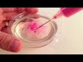 Would you eat a spider? Food Art Jello Art HOW TO COOK THAT Ann Reardon Gelatina