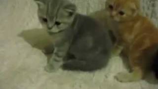 Британские и Шотландские Вислоухие котят