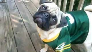 Packers Pug