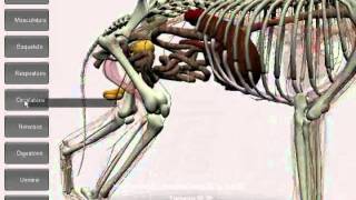 Software Anatomia Canina 3D