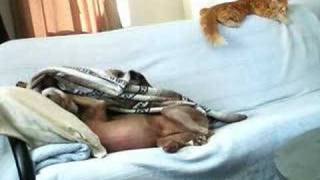 Cão rouba manta a gato para seu benefício