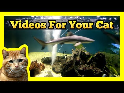 misc youtube videos for cats 480x360