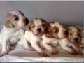 Perritos Perritos