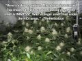 290W LED Grow Light Grows a Pound!