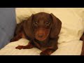 Sassy Dachshund Puppy - www.iGiveFutures.com