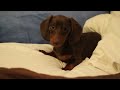 Sassy Dachshund Puppy - www.iGiveFutures.com