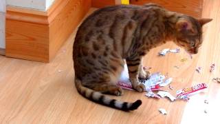 Cat Shredding Paper