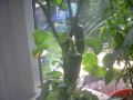 how to grow upside down pepper plants Thumbnail