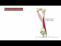 Hamstring Pain and Trigger Points