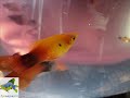 Anna Aqua Pets -Ornamental Fish farm - Exotic Tropical Fresh water fish farm in India