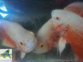 Anna Aqua Pets -Ornamental Fish farm - Exotic Tropical Fresh water fish farm in India