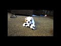 Fat and tiny bulldog puppy attacking toys. Just a baby and funny!