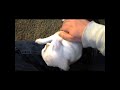 Fat and tiny bulldog puppy attacking toys. Just a baby and funny!